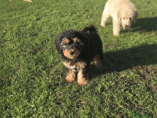 Maltipoo dogs Maltipoo puppies - Advert 1