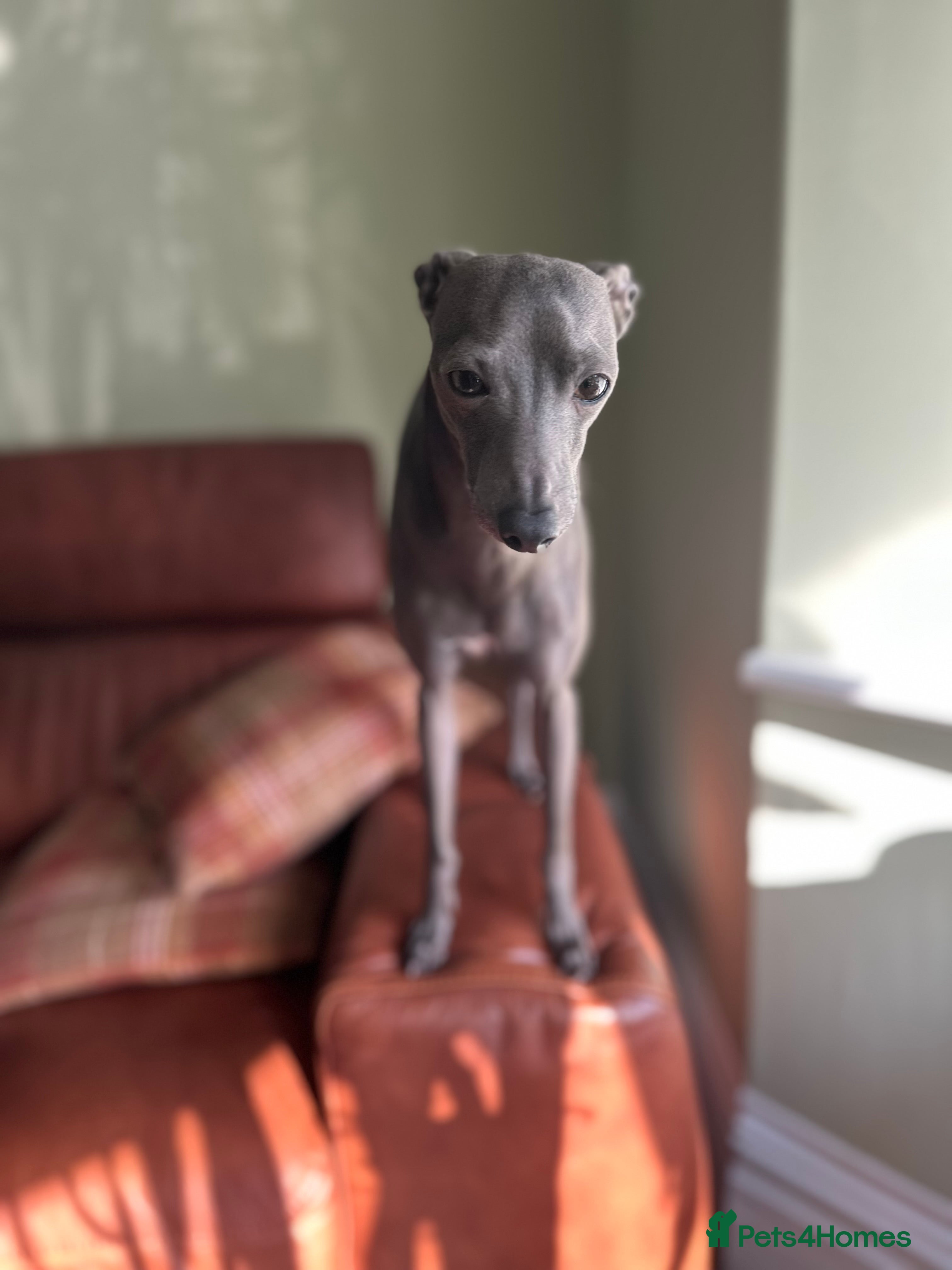 Italian Greyhound dogs 4-years-old boy is looking for a new home - Advert 1