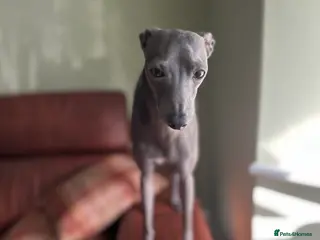 Italian Greyhound dogs 4-years-old boy is looking for a new home - Advert 7