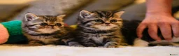 Persian cats for sale: Exotic Persian kittens  - Advert 33
