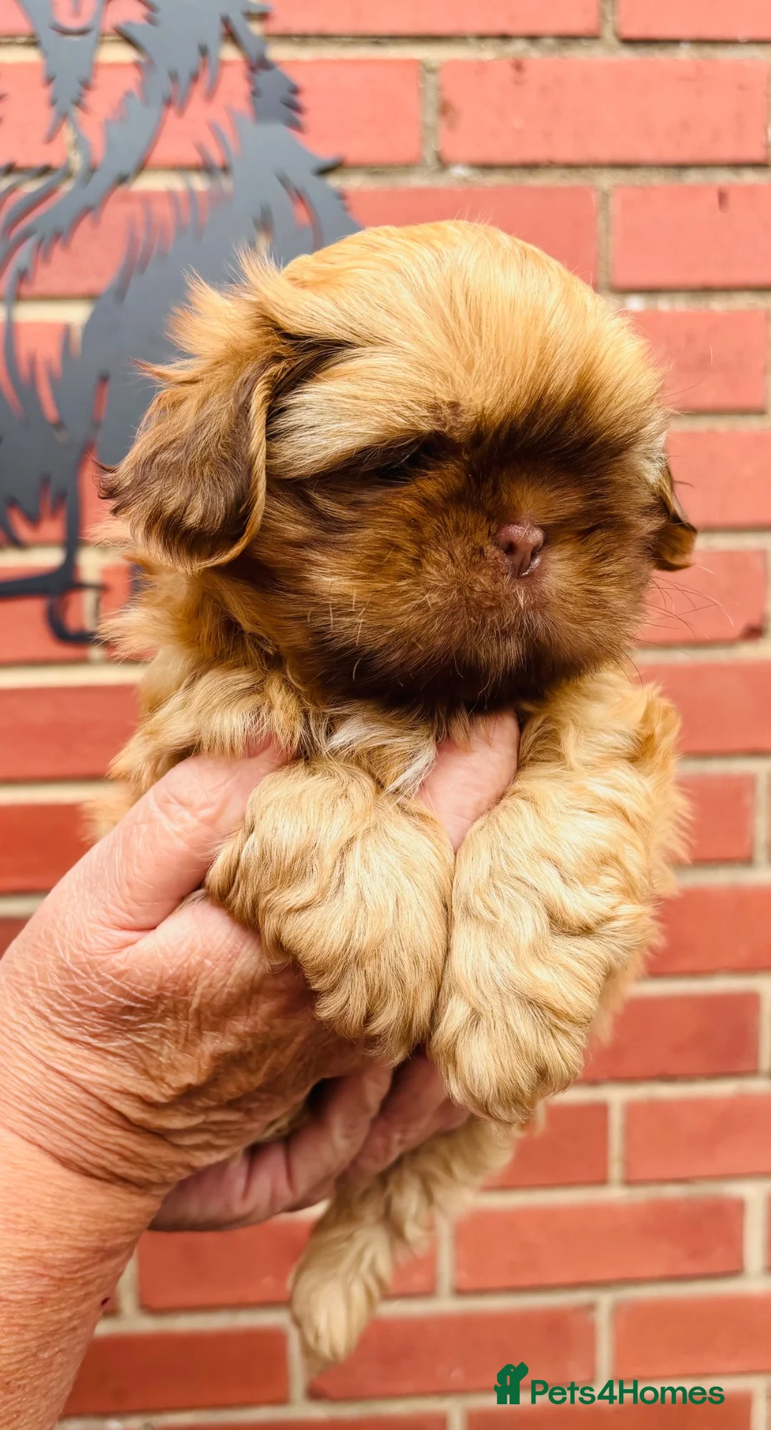 Shih Tzu dogs for sale: Handsome liver Shih Tzu boy puppy  - Advert 24