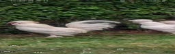 Chickens poultry for sale: Rare ornamental young sultan chickens - Advert 5