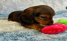Miniature Dachshund dogs for sale: Miniature dachshund puppies  - Image 4