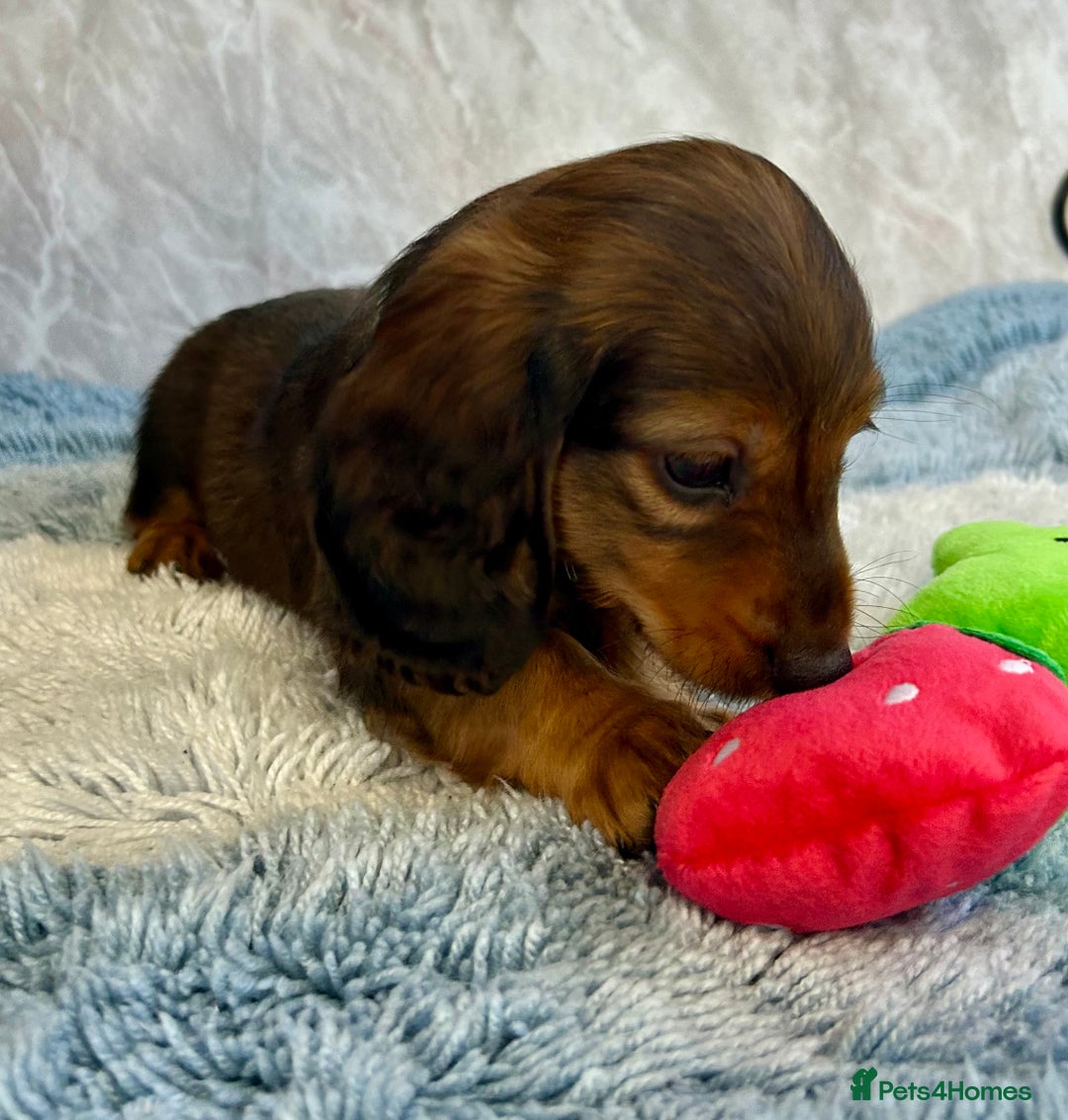 Miniature Dachshund dogs for sale: Miniature dachshund puppies  - Image 4