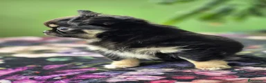 Chihuahua 3