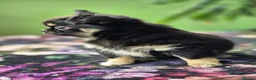 Chihuahua dogs for sale: Amazing Tiny Longcoat Chihuahua Puppies - Advert 39