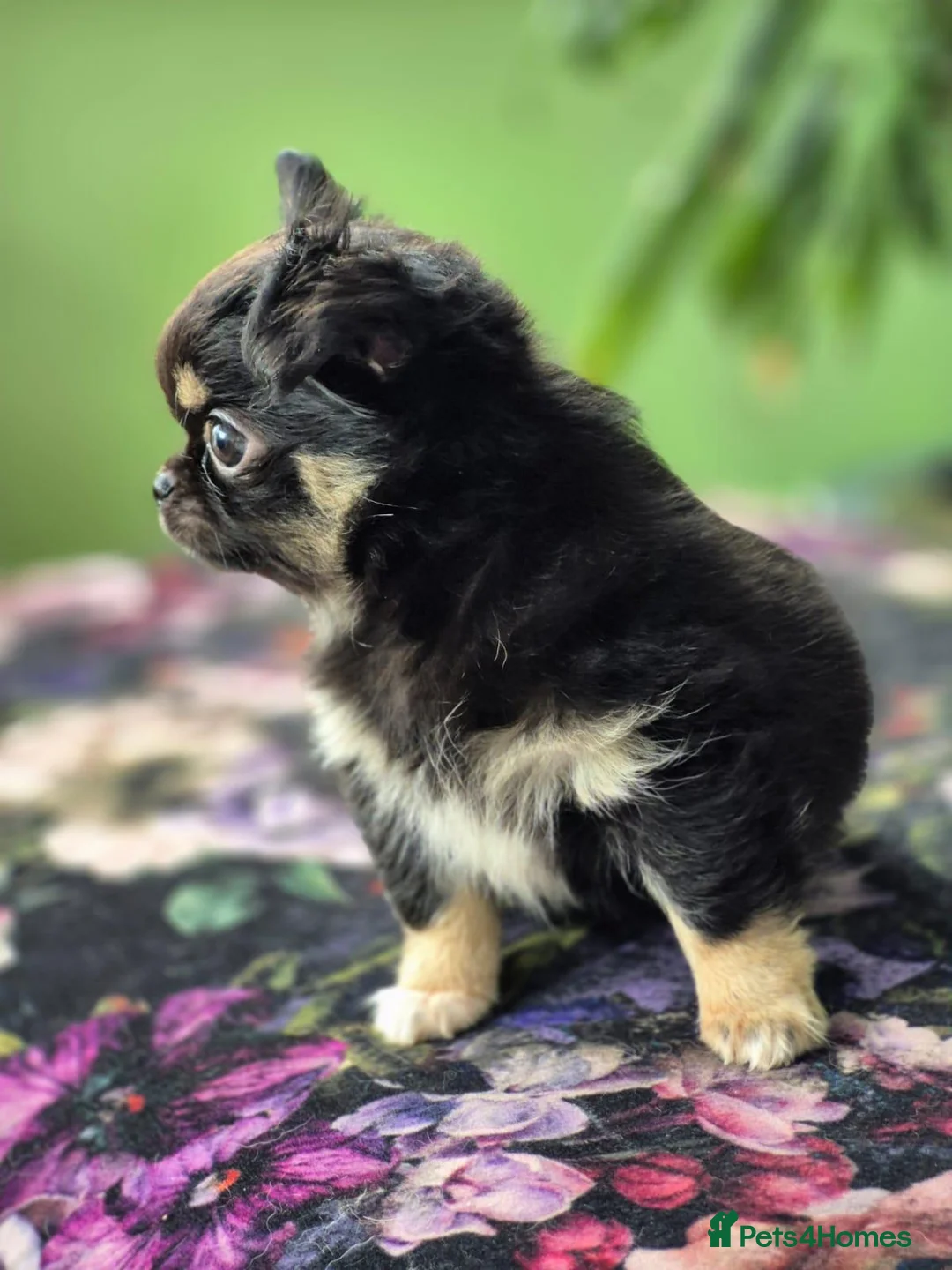 Chihuahua dogs for sale: Amazing Tiny Longcoat Chihuahua Puppies - Advert 39