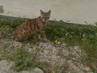 Mixed Breed cats Mixed bengal and tabby kittens. - Advert 1