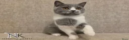 British Shorthair cats for sale: UPDATED PICS - GCCF REG BSH KITTENS - Advert 8