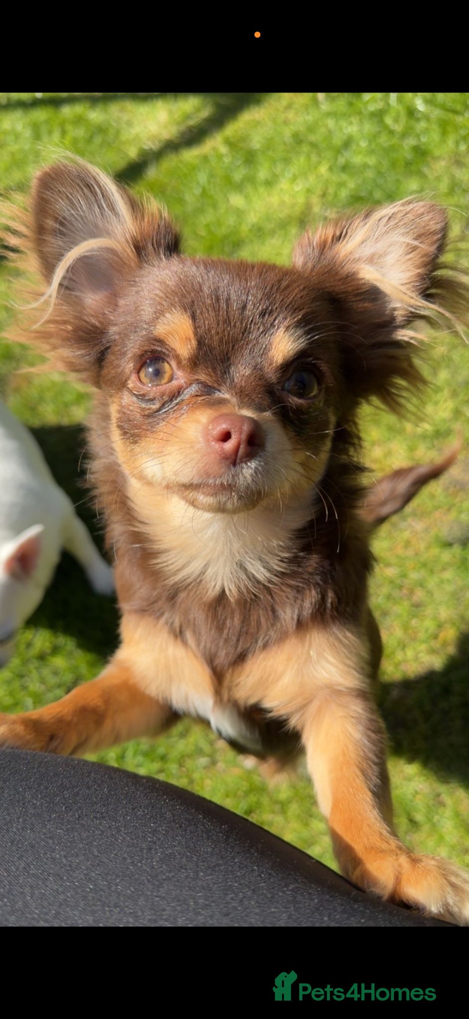 Chihuahua dogs *6 months old* female chihuahua long coat  - Advert 1