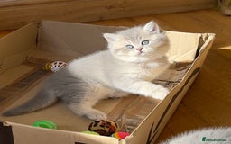 British Shorthair cats for sale: 3 GCCF British Shorthair Kittens– Champion Lines - Image 4