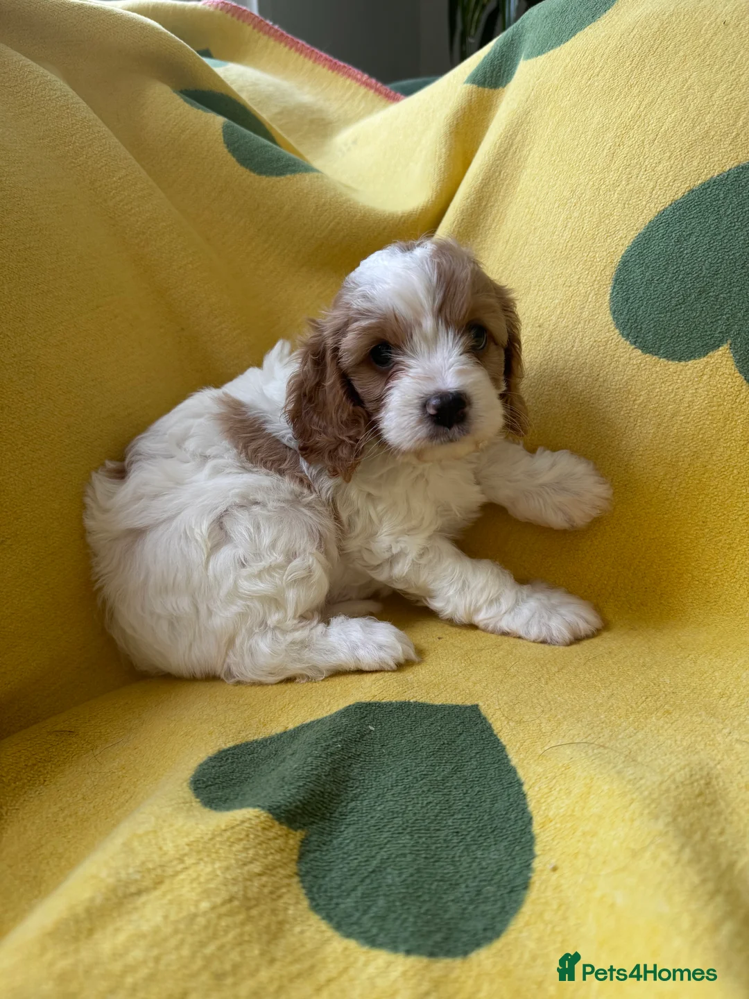 Cavapoo dogs for sale: Cavapoo’s extensively health tested rare colours  - Advert 2