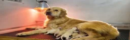 Golden Retriever dogs for sale: Golden retrievers  in Swanley - Advert 2