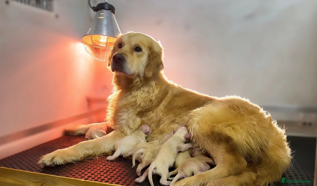Golden Retriever dogs for sale: Golden retrievers  in Swanley - Advert 2