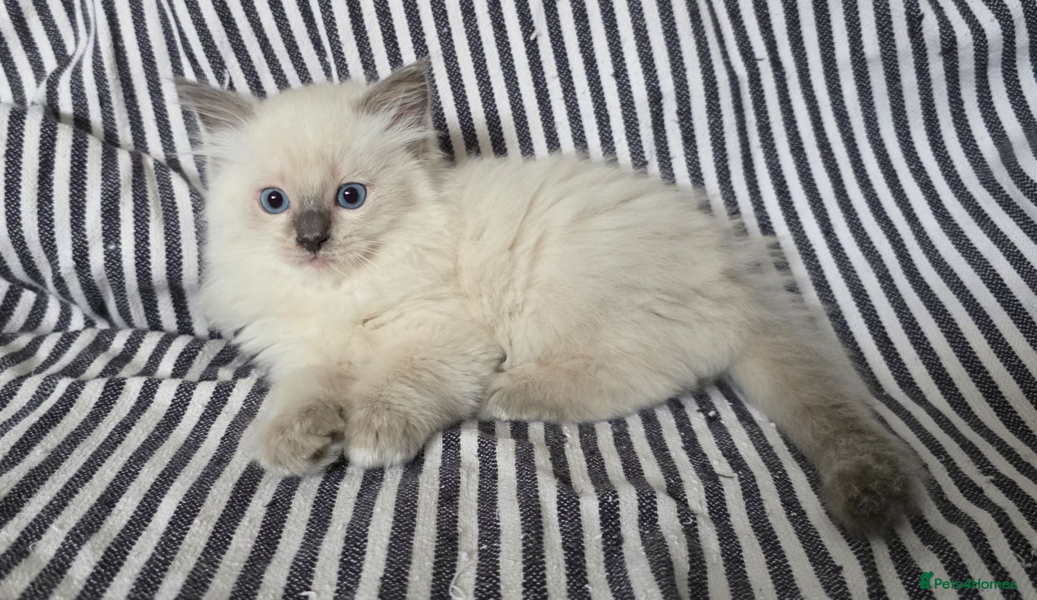 Ragdoll cats GCCF REGISTERED RAGDOLL KITTENS - Advert 1