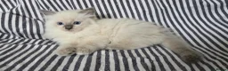 Ragdoll cats for sale: GCCF REGISTERED RAGDOLL KITTENS - Advert 1