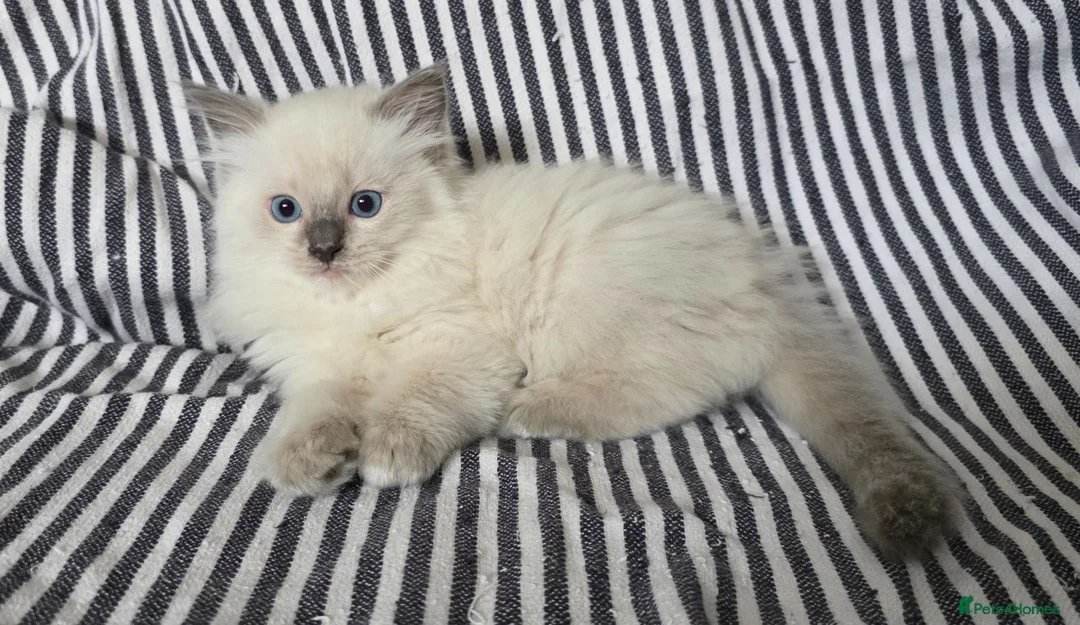 Ragdoll cats for sale: GCCF REGISTERED RAGDOLL KITTENS - Advert 1