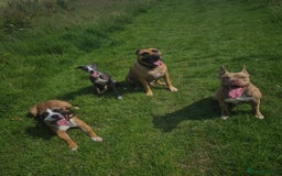 Mixed Breed dogs for sale: American Bulldog x Staffy for rehoming  - Image 6