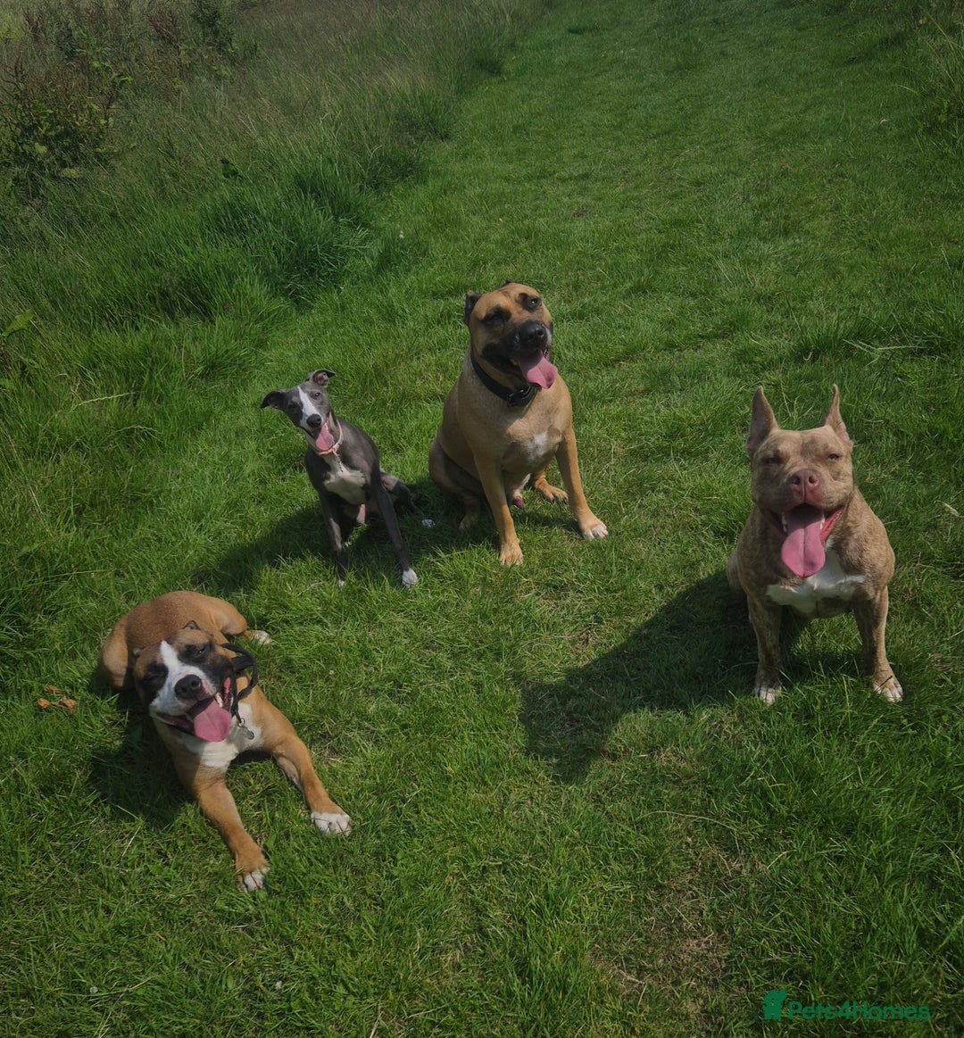 Mixed Breed dogs for sale: American Bulldog x Staffy for rehoming  - Image 6