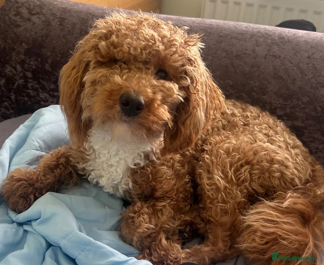 Miniature Poodle dogs for sale: Beautiful 10 month old poodle puppy for sale  in Cramlington - Advert 1