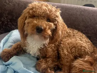 Miniature Poodle dogs Beautiful 10 month old poodle puppy for sale - Advert 10