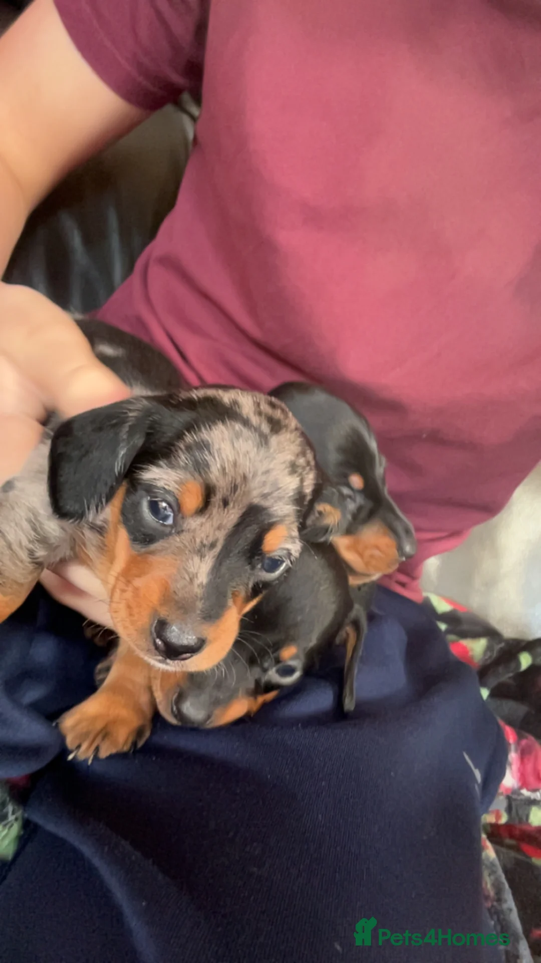 Miniature Dachshund dogs for sale: KC Reg TINY Miniatures from Kaninchen parents  - Advert 16