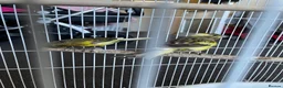 Mixed Breed birds for sale: Canary  - Advert 6