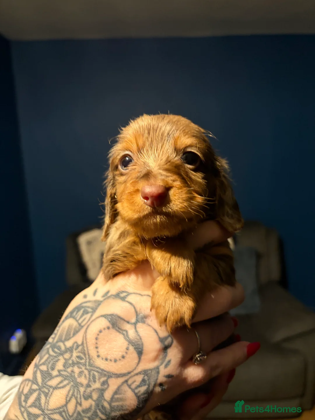 Miniature Dachshund dogs for sale: Miniature long haired Dachshund  - Advert 20