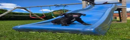 Mixed Breed dogs for sale: Luna Little Legs 6 months  - Advert 6
