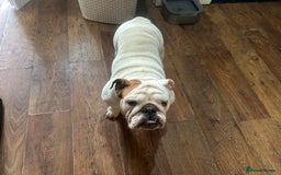 English Bulldog dogs for sale: Brother and sister for sale £2500 for both  - Advert 14