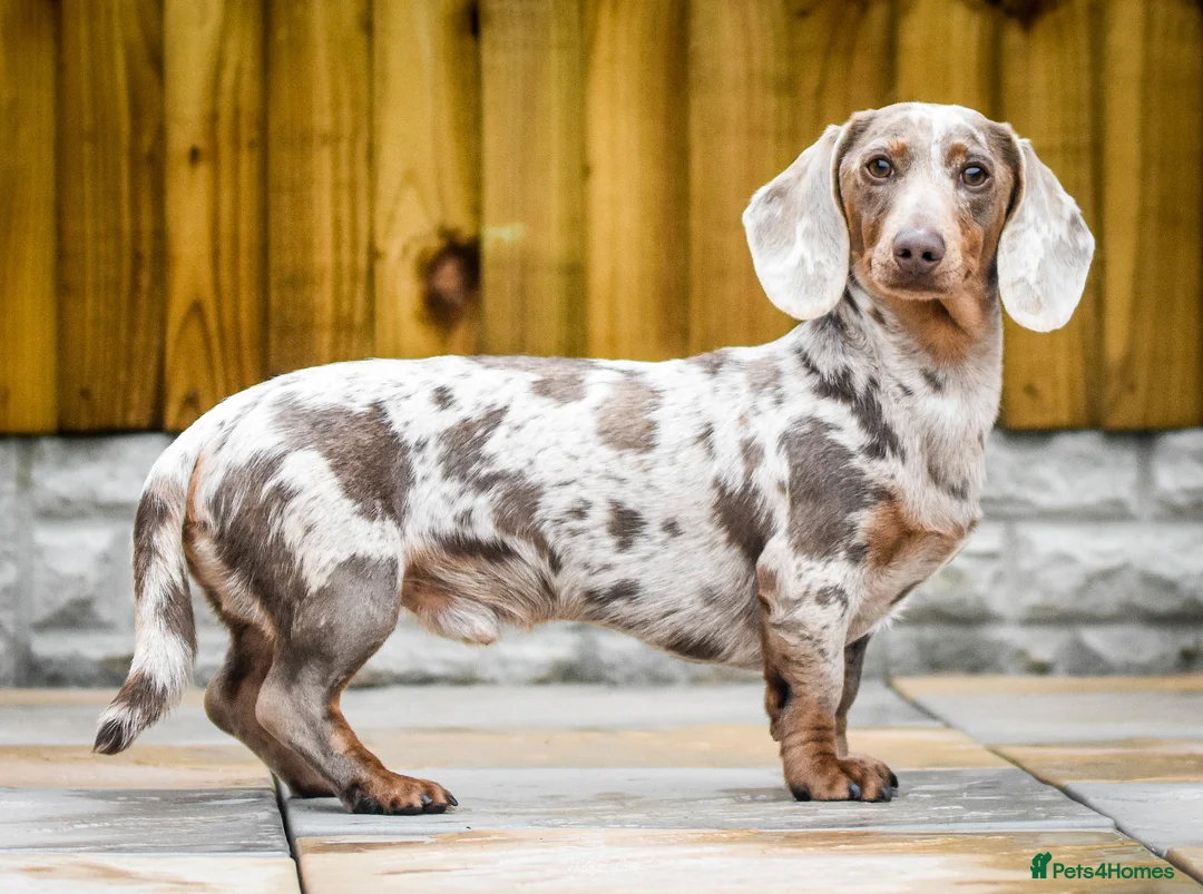 Dachshund dogs for stud: Isabella and tan miniature dapple  in Leeds - Advert 1