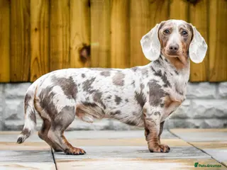 Dachshund dogs Isabella and tan miniature dapple in Leeds - Advert 1