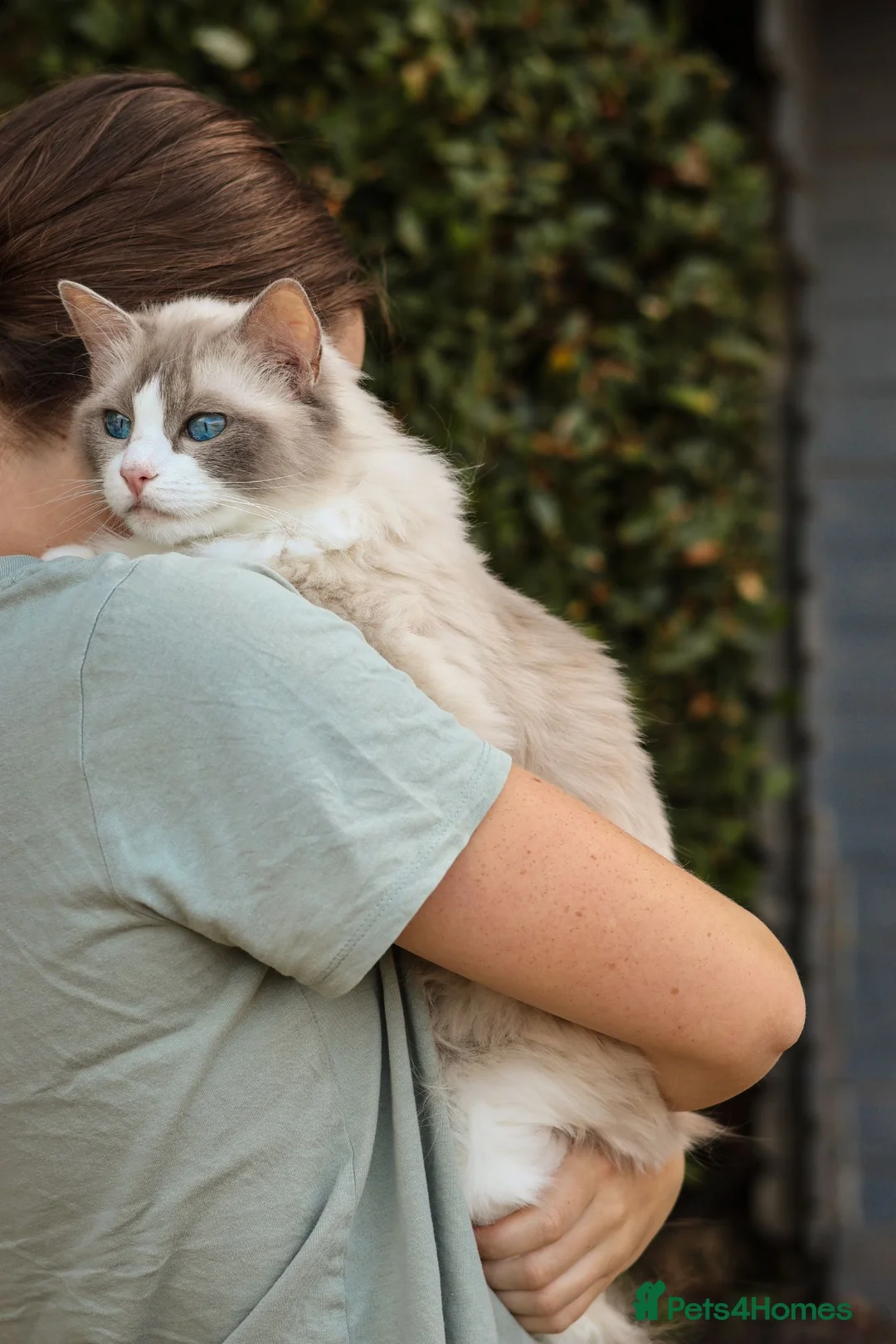 Ragdoll cats for sale: Stunning Tica Registered Ragdoll Queen 🩷🐾 - Advert 2