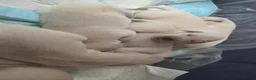 Golden Retriever dogs for sale: Stunning Cream KC registered Golden Retrievers  - Advert 16