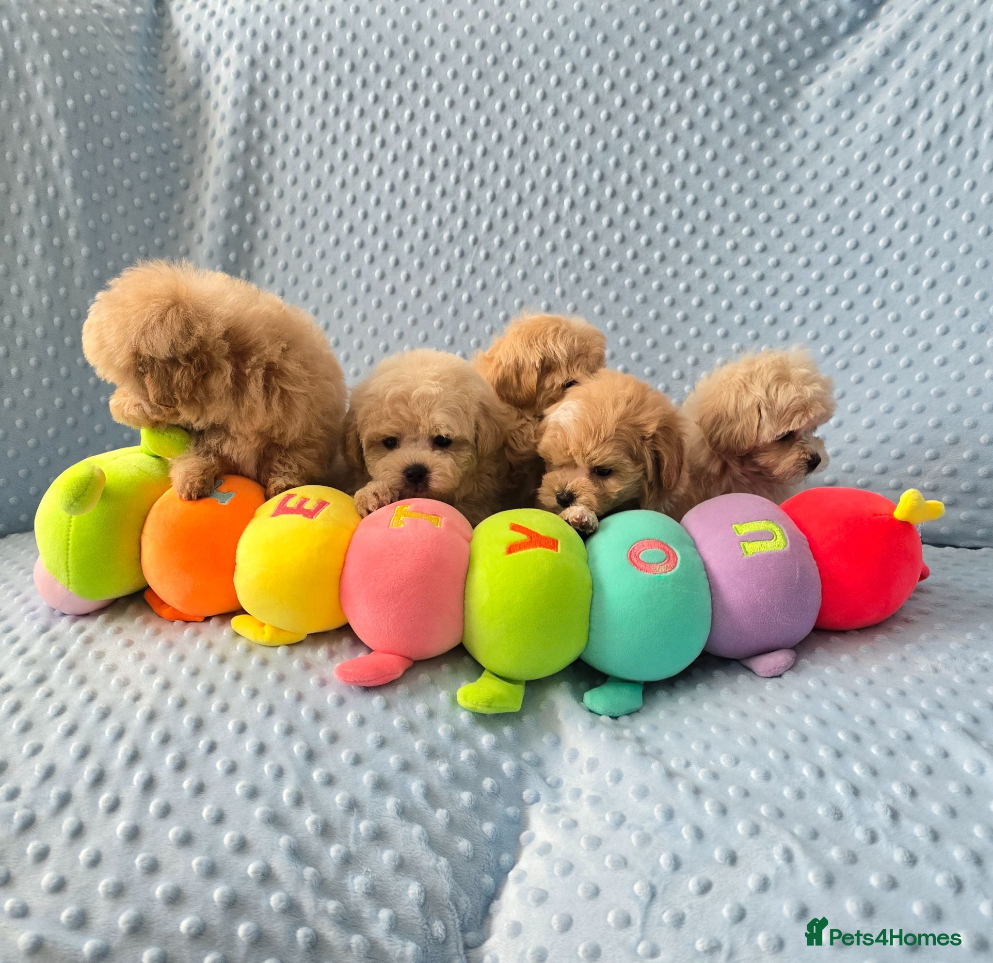 Maltipoo dogs  Beautiful  Maltipoo - Advert 1