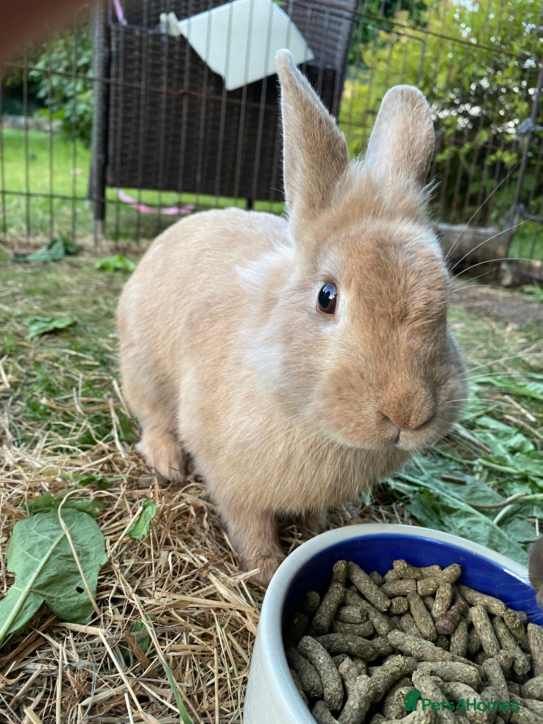 Lionhead rabbits for sale: Beautiful Lionhead rabbit 4 months old girl  - Image 2