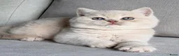 British Shorthair cats for sale: Beautiful boys  - Advert 3