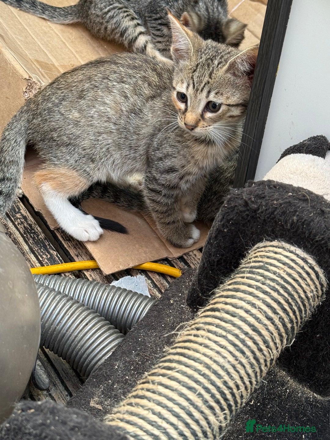 Savannah cats for sale: Savannah F6 kittens - Image 4