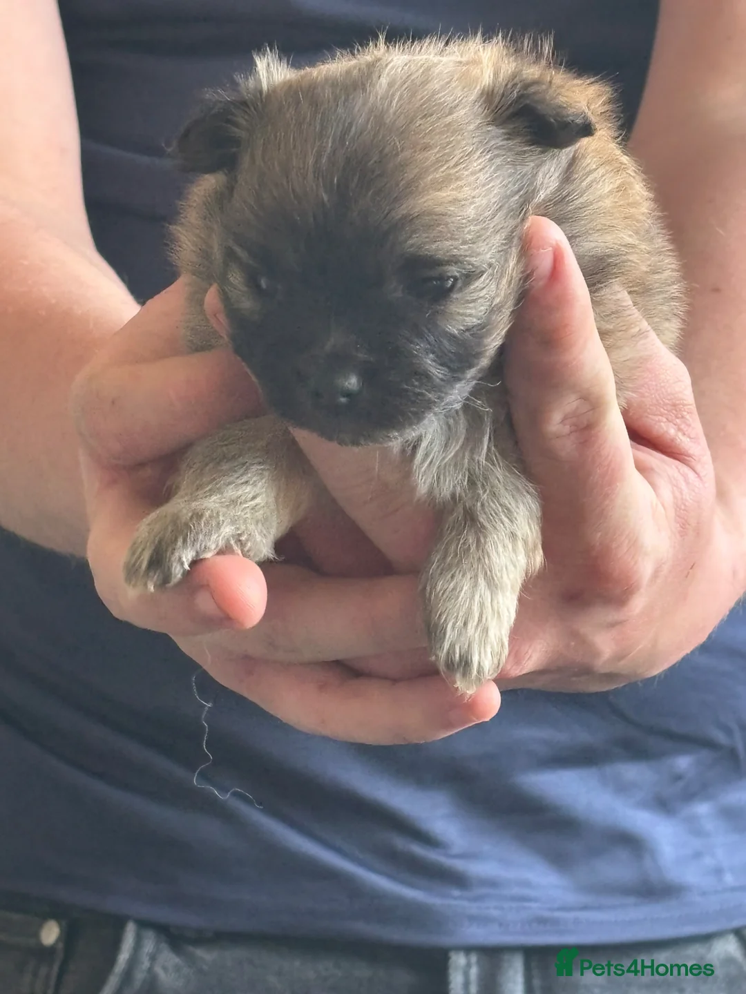 Pomeranian dogs for sale: Beautiful Pomeranian puppies  - Advert 2