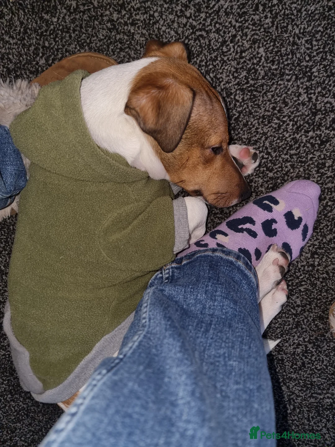 Jack Russell dogs for sale: Rehome - Jack Russell  - Advert 5