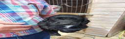 Cocker Spaniel dogs for sale: Beautiful Cocker Spaniels  in Morpeth - Advert 7