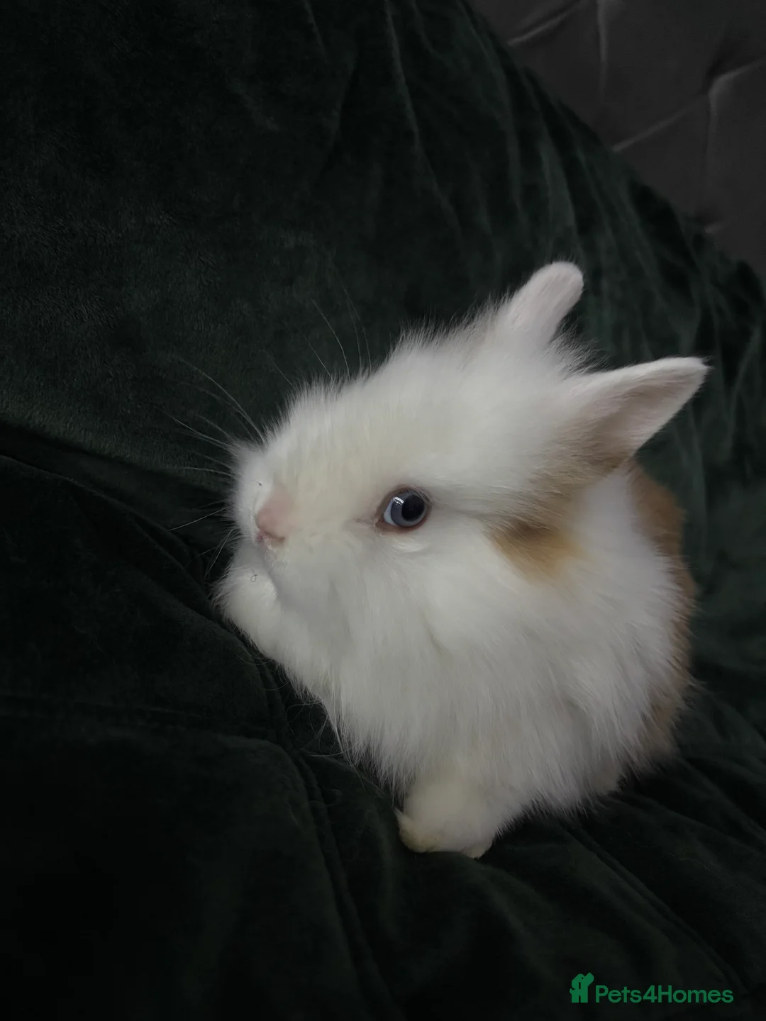 Lionhead rabbits for sale: Beautiful lion-head bunnies 🐰  - Advert 7