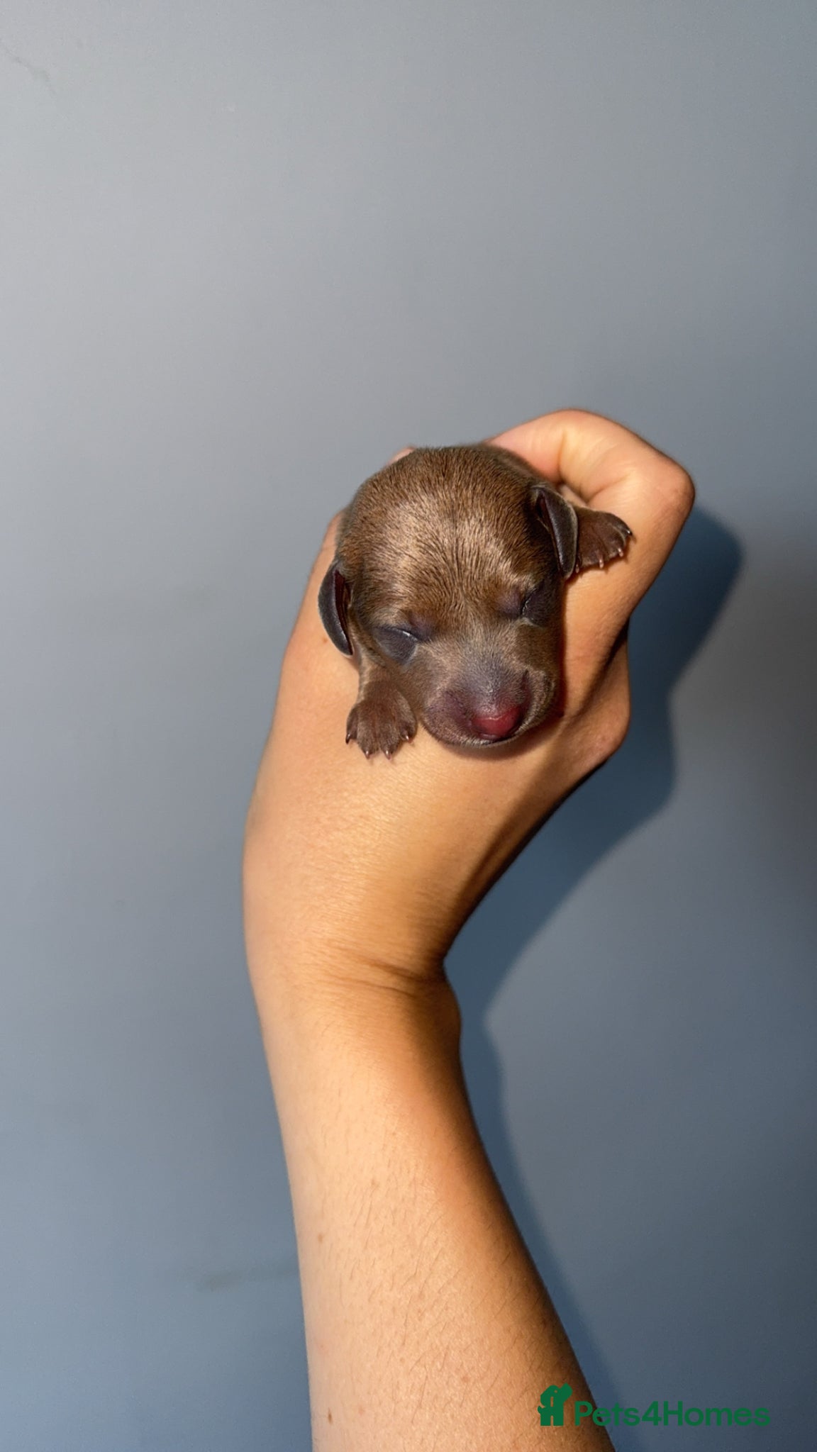 Miniature Dachshund dogs for stud: KC Registered Isabella & Tan Stud in Keighley - Advert 11