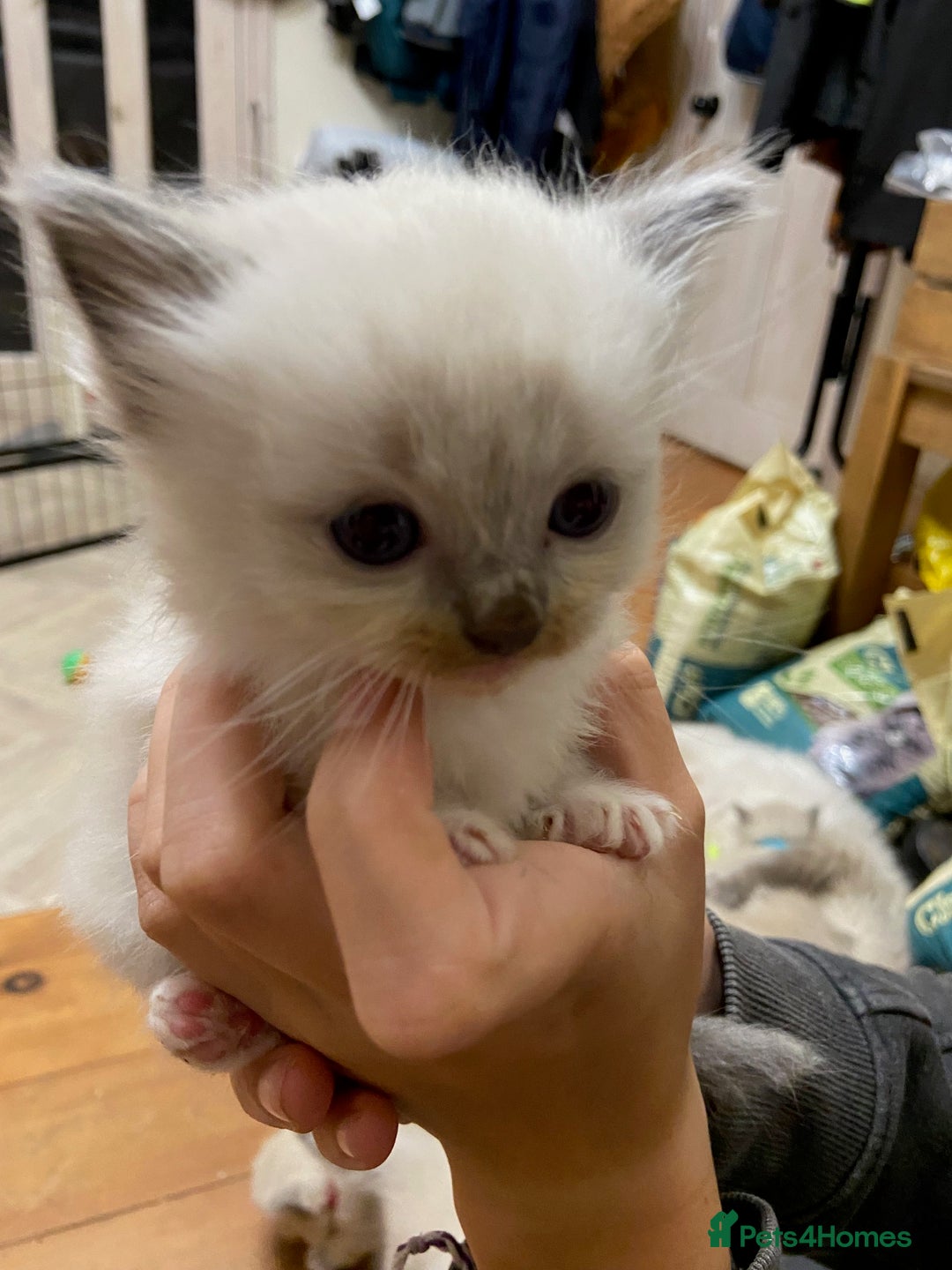 Ragdoll cats for sale: Beautiful Blue Point Ragdoll kittens - Image 9