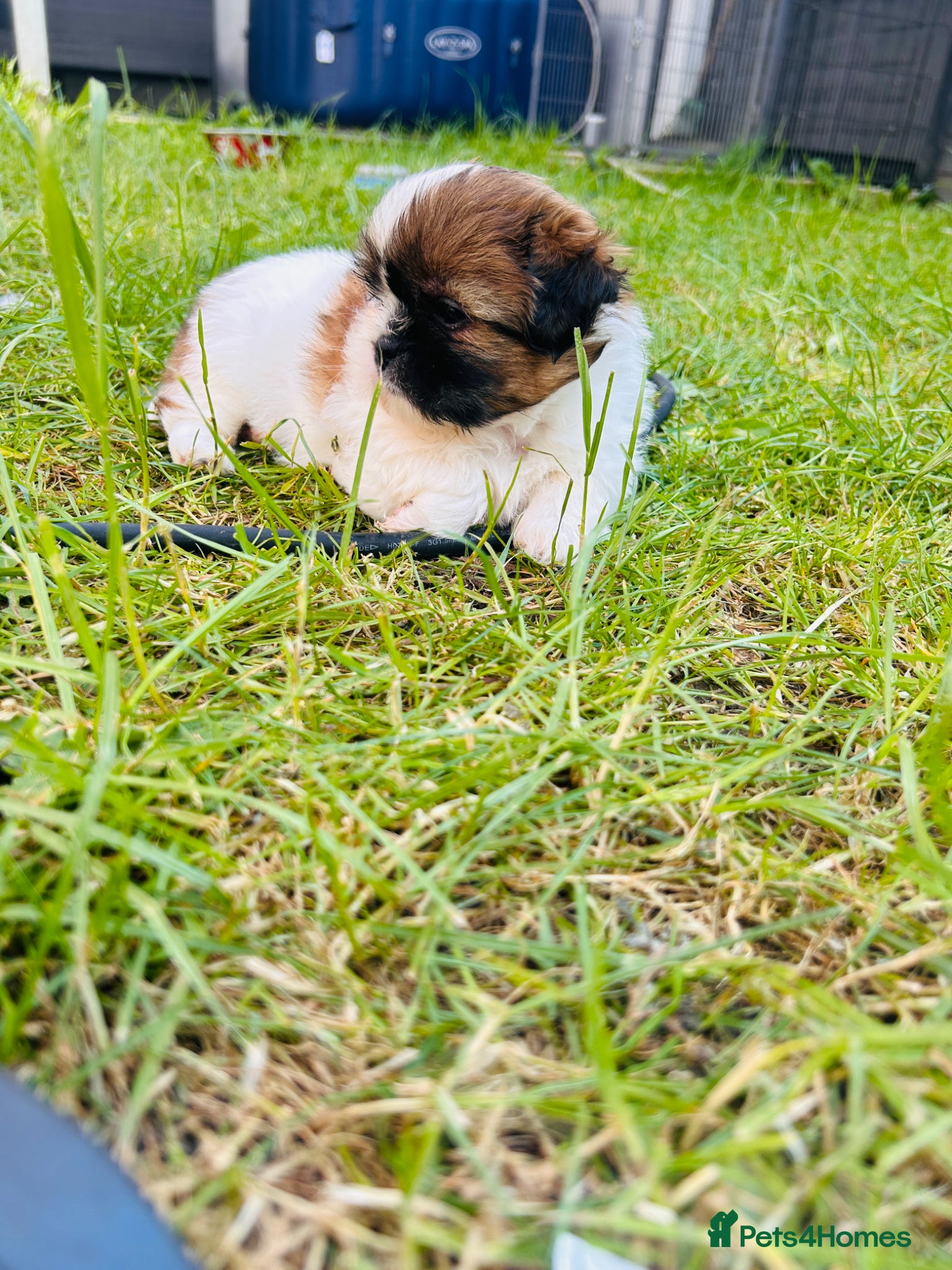 Shih Tzu dogs Beautiful imperial shih - tzu puppies  - Advert 1