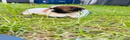 Shih Tzu dogs for sale: Beautiful imperial shih - tzu puppies  in Hatfield - Advert 1