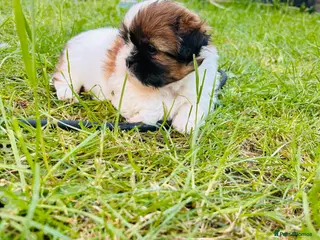 Shih Tzu dogs Beautiful imperial shih - tzu puppies - Advert 1