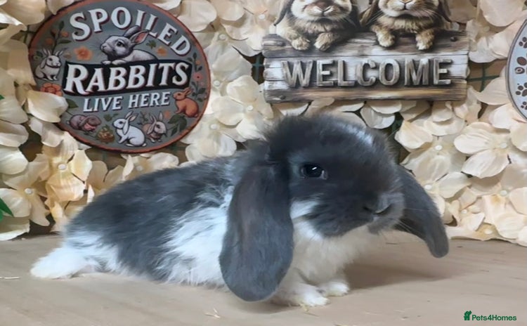 French Lop rabbits - Advert 1
