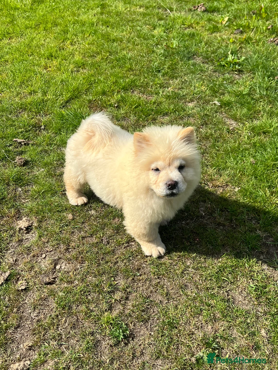 Chow Chow dogs for sale: KC Registered Chow Pups– (Champion Blood Lines) - Advert 6