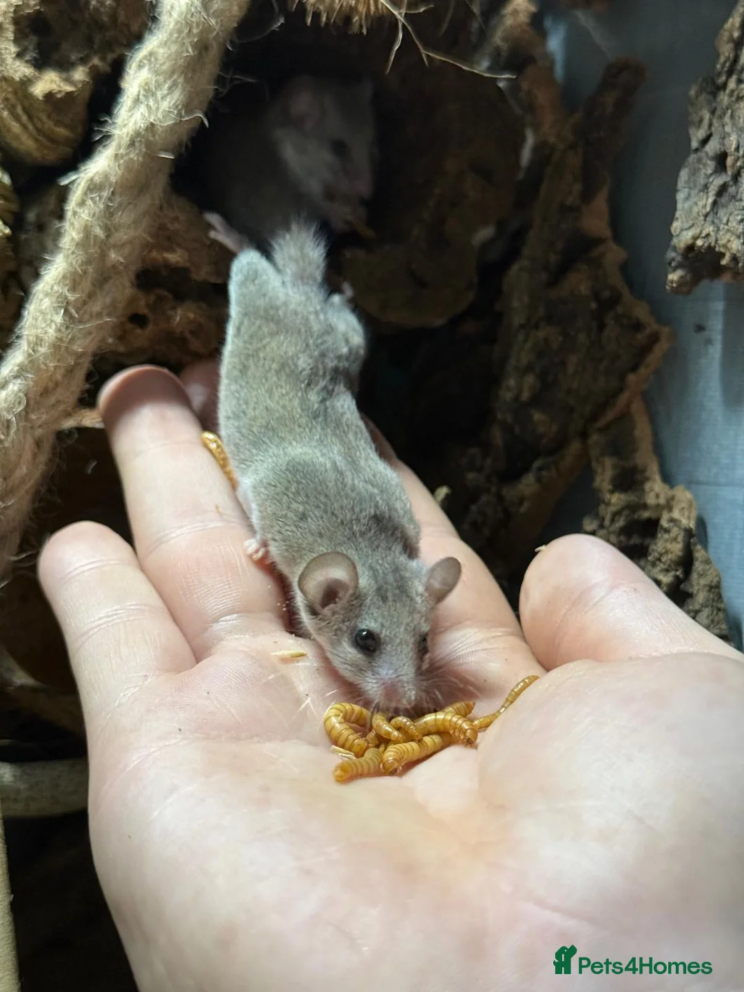 Mouse rodents for sale: Micro squirrels (African Pygmy dormice) in Grimsby - Advert 8